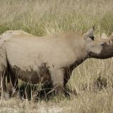 Черный камерунский носорог