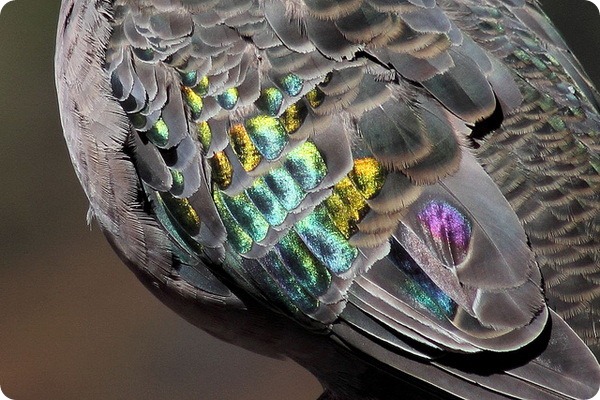 Бронзовокрылые голуби-фапсы (лат. Phaps chalcoptera)