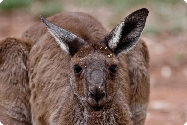 Западный серый кенгуру (лат. Macropus fuliginosus)