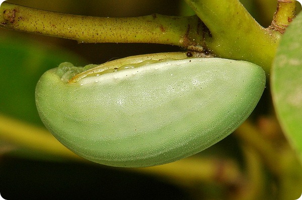 Желатиновая слизневидка - семейство Limacodidae