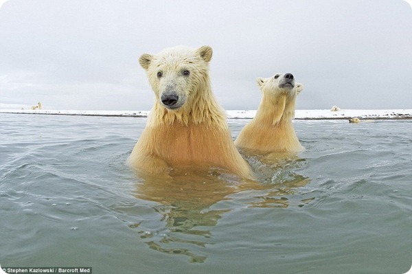 Белые медведи из Арктического национального заповедника