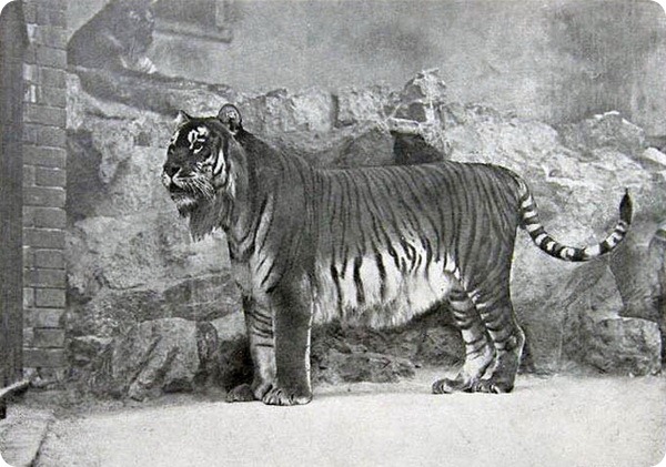 Закавказский тигр