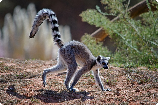 Кошачий или кольцехвостый лемур (лат. Lemur catta)