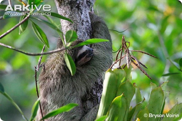 Карликовый ленивец (лат. Bradypus pygmaeus)
