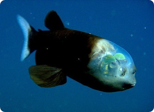  макропинна (лат. Macropinna microstoma) — Рыба с прозрачной головой