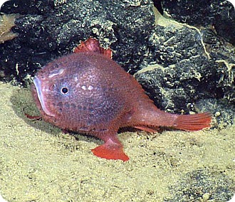 Морской черт Chaunacops coloratus