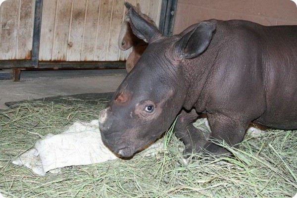 Новый детёныш белого носорога из Нью-Мексико