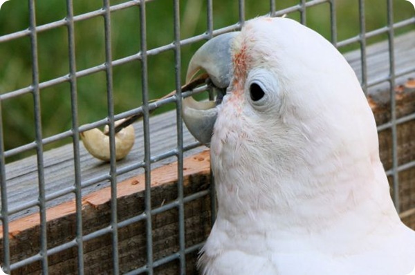 Смышлёный попугай по прозвищу Фигаро