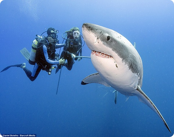 Опасны ли белые акулы?