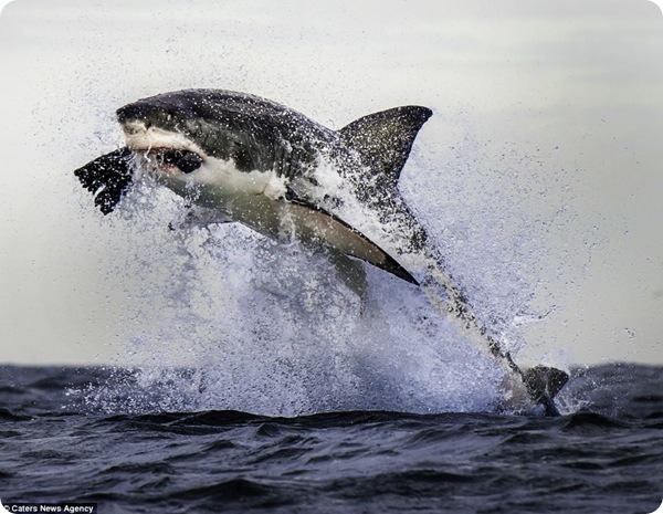 Невероятный прыжок акулы!