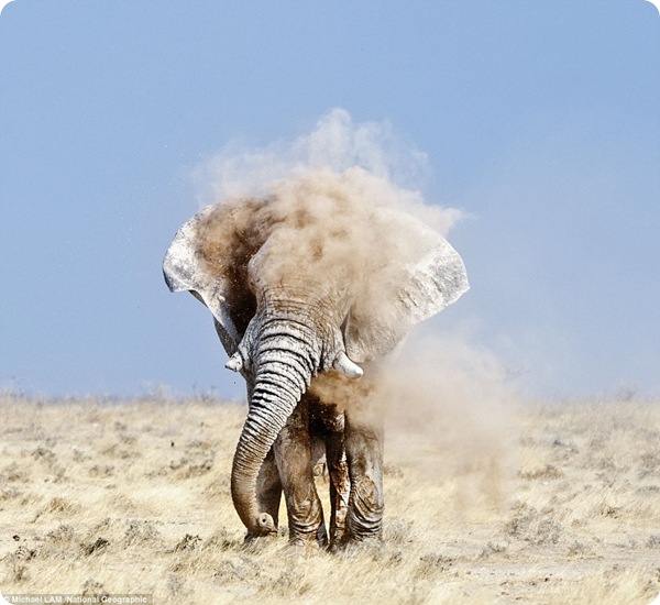 Фотографии животных с конкурса National Geographic