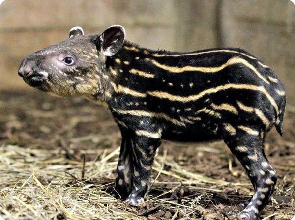 Детёныш малайского тапира из зоопарка Праги