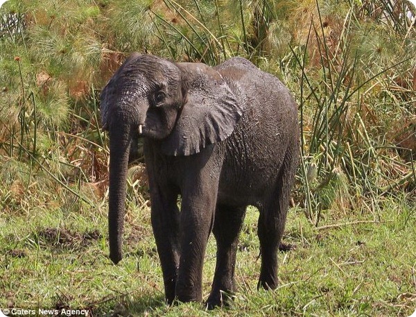В Зимбабве помогли слонёнку, застрявшему в болоте