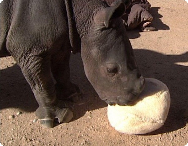 Новый детёныш белого носорога из Нью-Мексико
