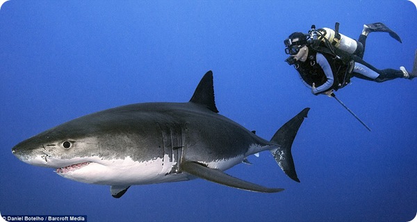 Опасны ли белые акулы?
