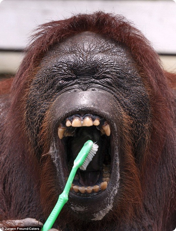 И орангутаны чистят зубы
