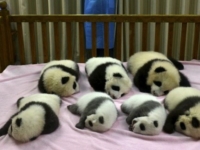 Семь новорожденных панд из Ченду