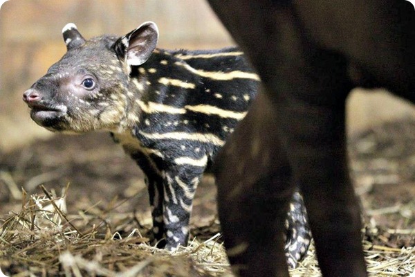 Детёныш малайского тапира из зоопарка Праги