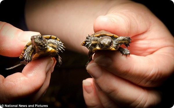 Детёныши мраморной черепахи из орегонского зоопарка