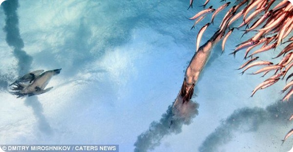 Невероятные фотографии олушей 