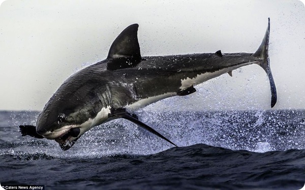 Невероятный прыжок акулы!