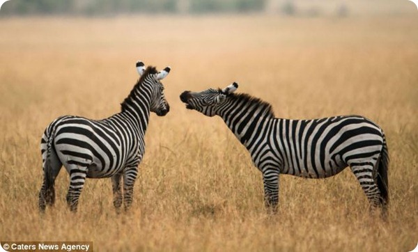 Размолвка между парочкой зебр