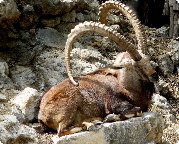 Альпийский горный козел, козерог или ибекс (лат. Capra ibex)