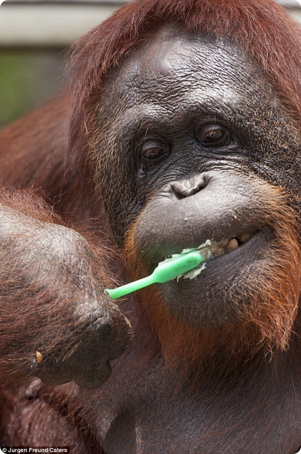 И орангутаны чистят зубы