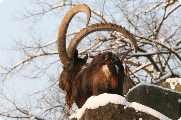 Сибирский горный козел (лат. Capra sibirica)