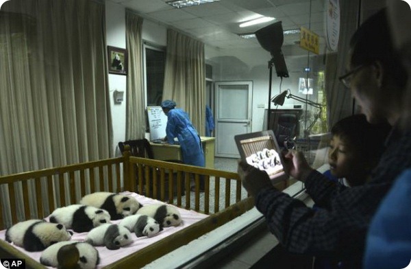 Семь новорожденных панд из Ченду