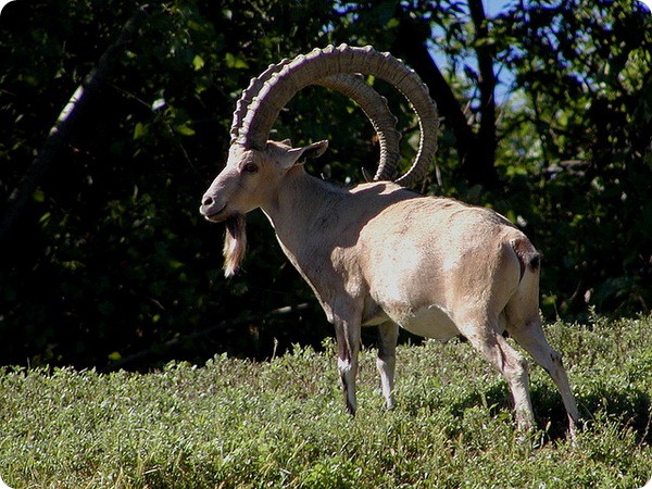 Нубийский горный козел (лат. Capra nubiana)