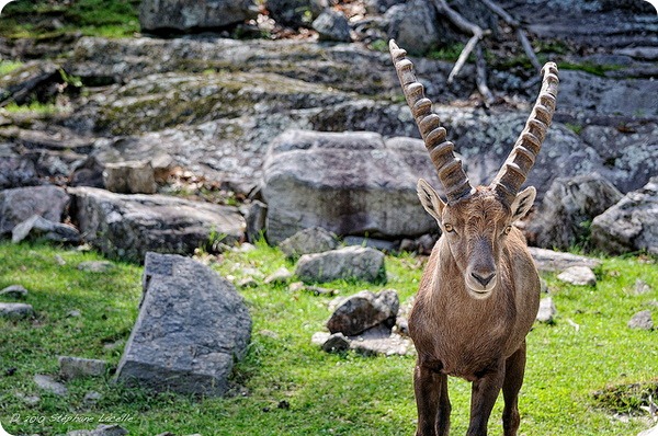 Альпийский горный козел, козерог или ибекс (лат. Capra ibex)