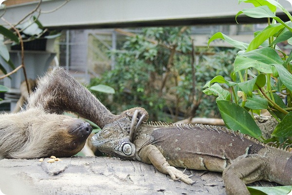 Двупалый ленивец или унау (лат. Choloepus didactylus)