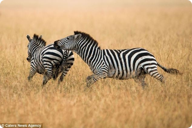 Размолвка между парочкой зебр