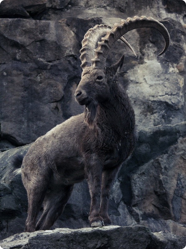 Горная коза- как называется коза с небольшими загнутыми на концах рогами на отвесных скалах и название ее обработанной шкуры
