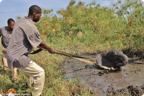 В Зимбабве помогли слонёнку, застрявшему в болоте
