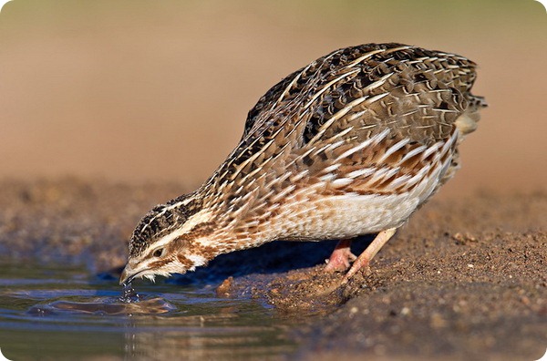 Перепелка (лат. Coturnix coturnix)