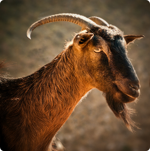 Критский горный козел или Кри-кри (лат. Capra aegagrus creticus)