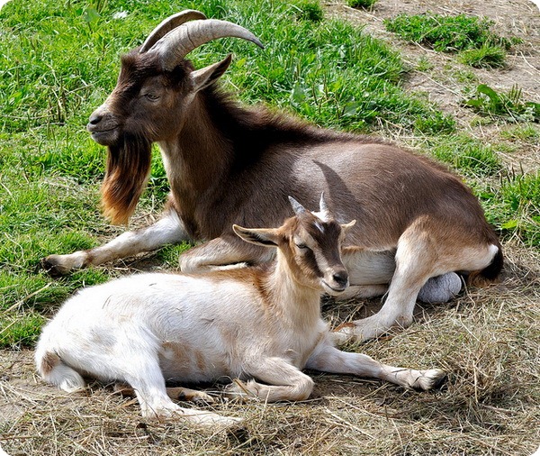 Домашняя коза (лат. Capra aegagrus hircus)
