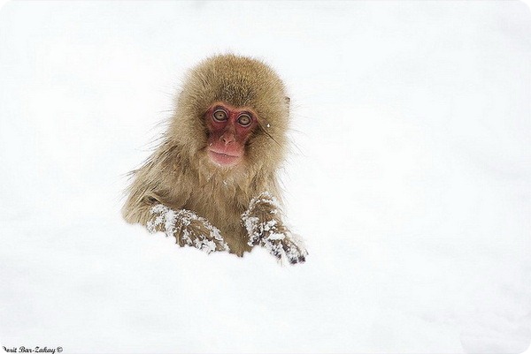 Японский макак (лат. Macaca fuscata)