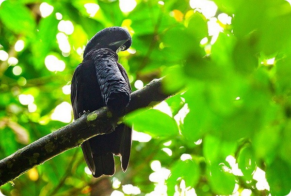 Эквадорская зонтичная птица (лат. Cephalopterus penduliger)