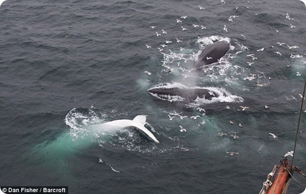 У берегов Норвегии обнаружили белого горбатого кита