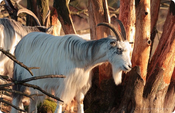 Безоаровый козел (лат. Capra aegagrus)