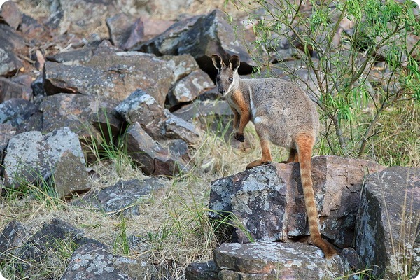 Кольцехвостый кенгуру (лат. Petrogale xanthopus)
