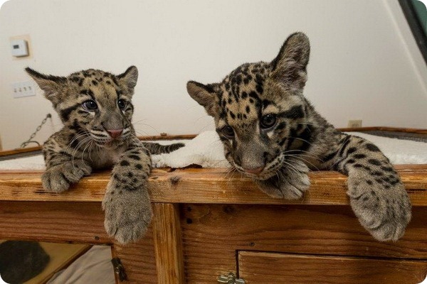 В зоопарк Сан-Диего прибыло два детёныша дымчатого леопарда
