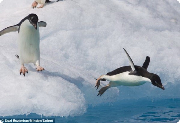 Бесстрашные пингвины Адели