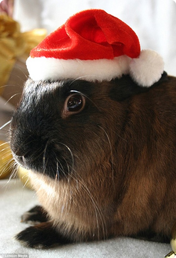 Рождественские фотографии животных