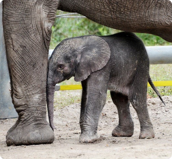 В зоопарке Флориды родился африканский слоненок