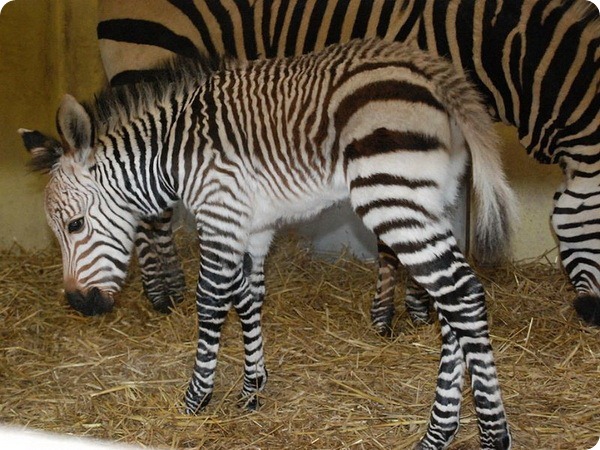 Малыш редкой горной зебры родился в зоопарке Блэкпула
