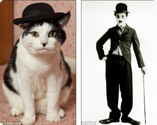 Кот похожий на Чарли Чаплина
